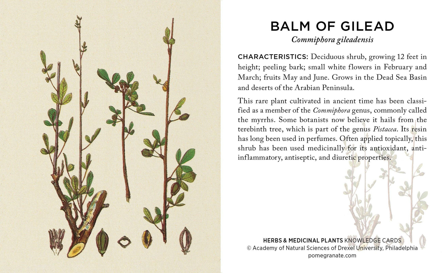 Pomegranate - Herbs and Medicinal Plants Knowledge Cards