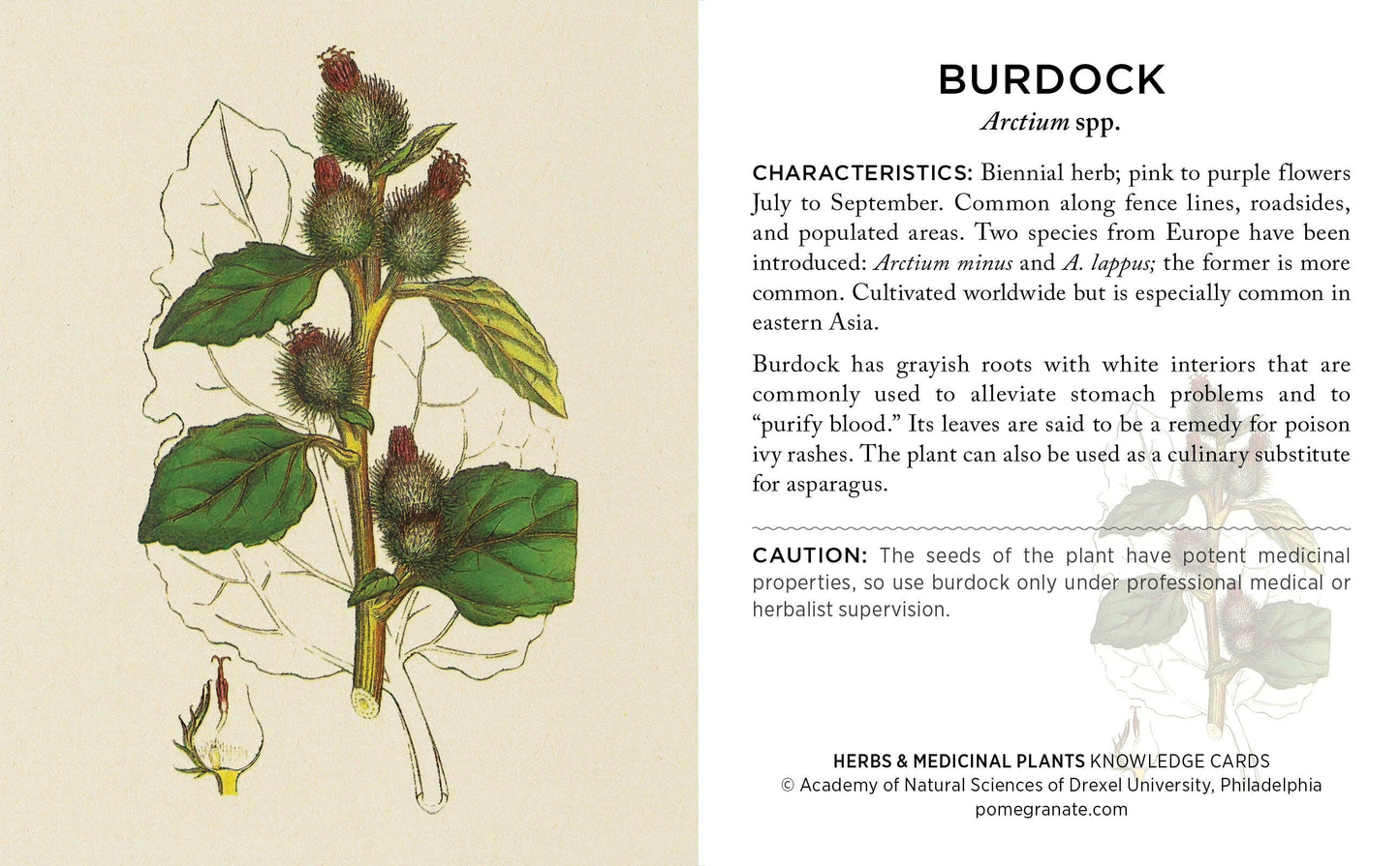 Pomegranate - Herbs and Medicinal Plants Knowledge Cards