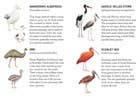 Match a Baby Bird